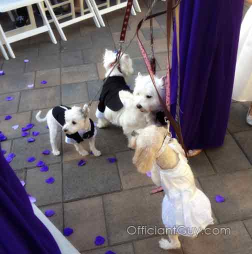 Wedding Dogs
